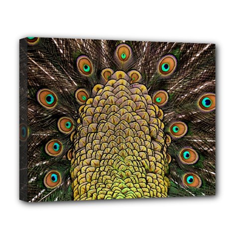 Peacock Feathers Wheel Plumage Deluxe Canvas 20  X 16  (stretched) by Ket1n9