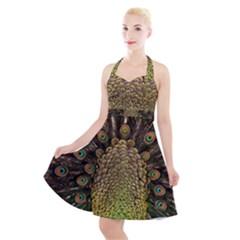 Peacock Feathers Wheel Plumage Halter Party Swing Dress  by Ket1n9