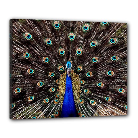 Peacock Canvas 20  X 16  (stretched) by Ket1n9