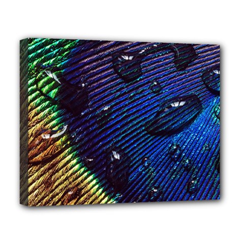 Peacock Feather Retina Mac Deluxe Canvas 20  X 16  (stretched) by Ket1n9