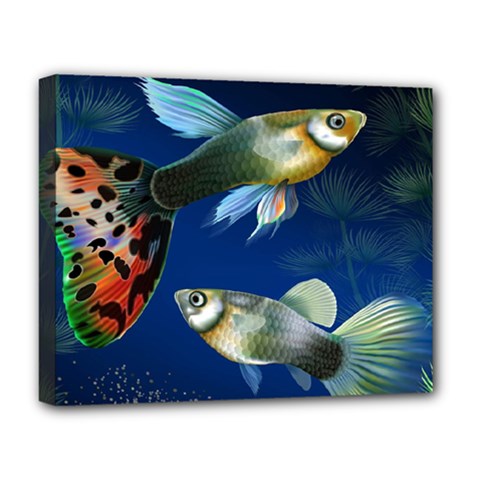 Marine Fishes Deluxe Canvas 20  X 16  (stretched) by Ket1n9