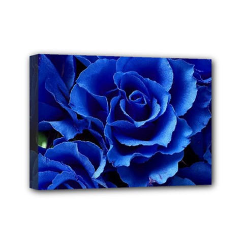 Blue Roses Flowers Plant Romance Blossom Bloom Nature Flora Petals Mini Canvas 7  X 5  (stretched)