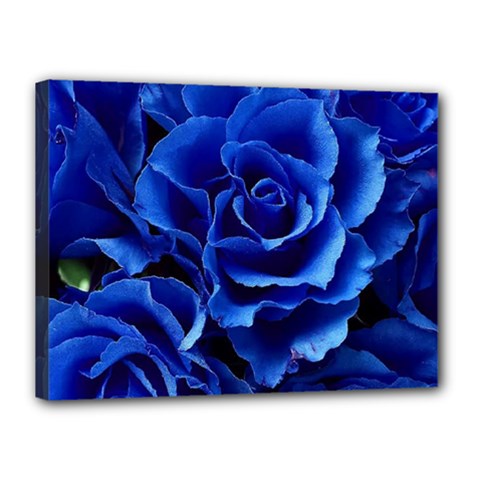 Blue Roses Flowers Plant Romance Blossom Bloom Nature Flora Petals Canvas 16  X 12  (stretched) by Bedest