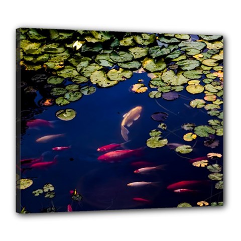 Koi Fish Carp Canvas 24  X 20  (stretched) by Cemarart