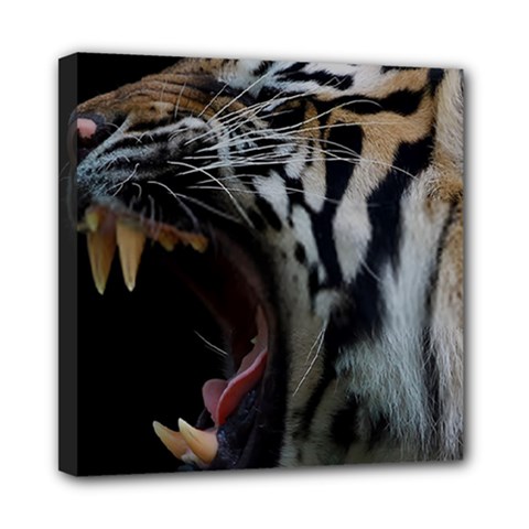 Angry Tiger Roar Mini Canvas 8  X 8  (stretched) by Cemarart