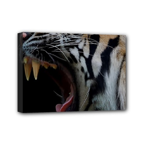 Angry Tiger Roar Mini Canvas 7  X 5  (stretched) by Cemarart