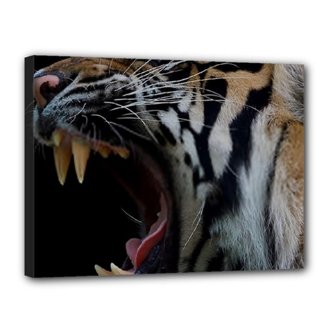 Angry Tiger Roar Canvas 16  X 12  (stretched) by Cemarart