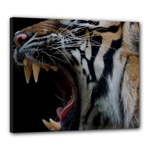 Angry Tiger Roar Canvas 24  X 20  (stretched) by Cemarart