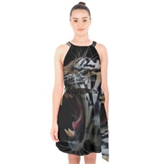 Angry Tiger Roar Halter Collar Waist Tie Chiffon Dress by Cemarart