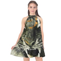 Angry Tiger Animal Broken Glasses Halter Neckline Chiffon Dress  by Cemarart