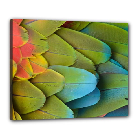 Parrot Feathers Texture Feathers Backgrounds Canvas 20  X 16  (stretched) by nateshop