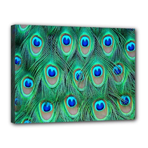 Feather, Bird, Pattern, Peacock, Texture Canvas 16  X 12  (stretched) by nateshop