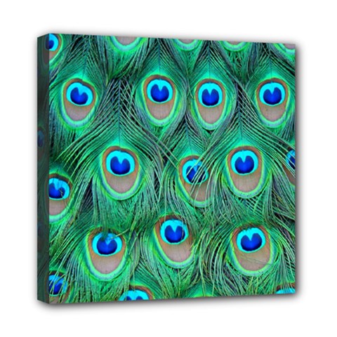 Peacock Feathers, Bonito, Bird, Blue, Colorful, Feathers Mini Canvas 8  X 8  (stretched)