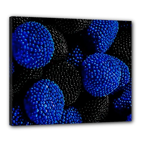 Berry, One,berry Blue Black Canvas 24  X 20  (stretched) by nateshop