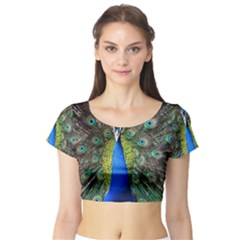 Peacock Bird Feathers Pheasant Nature Animal Texture Pattern Short Sleeve Crop Top by Bedest