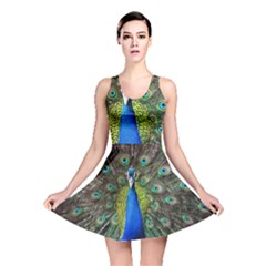 Peacock Bird Feathers Pheasant Nature Animal Texture Pattern Reversible Skater Dress by Bedest