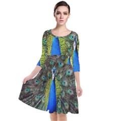 Peacock Bird Feathers Pheasant Nature Animal Texture Pattern Quarter Sleeve Waist Band Dress by Bedest