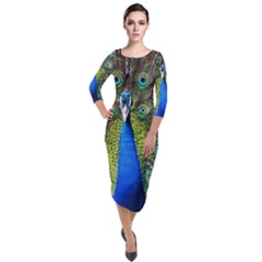 Peacock Bird Feathers Pheasant Nature Animal Texture Pattern Quarter Sleeve Midi Velour Bodycon Dress by Bedest