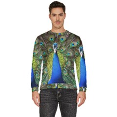 Peacock Bird Feathers Pheasant Nature Animal Texture Pattern Men s Fleece Sweatshirt by Bedest