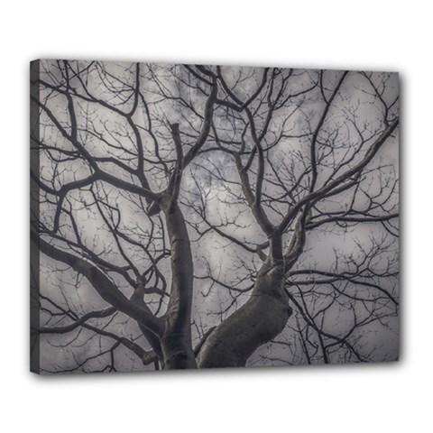 Landscape Forest Ceiba Tree, Guayaquil, Ecuador Canvas 20  X 16  (stretched) by dflcprintsclothing