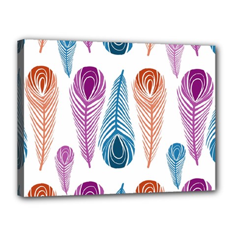 Pen Peacock Colors Colored Pattern Canvas 16  X 12  (stretched) by Maspions