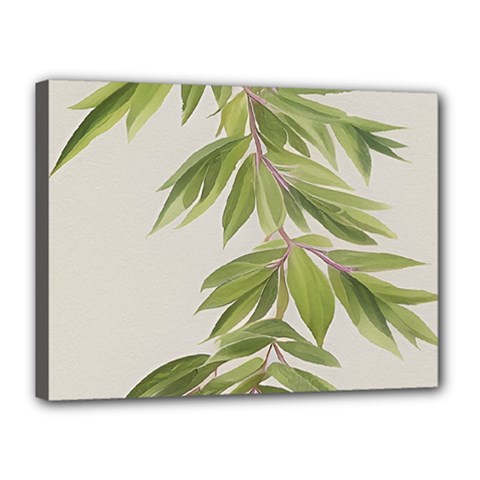 Watercolor Leaves Branch Nature Plant Growing Still Life Botanical Study Canvas 16  X 12  (stretched)