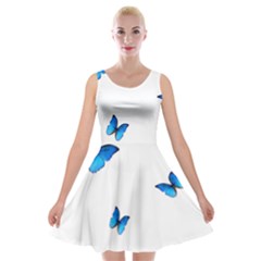 Butterfly-blue-phengaris Velvet Skater Dress