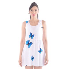 Butterfly-blue-phengaris Scoop Neck Skater Dress by saad11