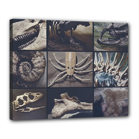 Paleontology Museum Pieces Photo Colllage Canvas 20  X 16  (stretched) by dflcprintsclothing