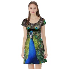 Peacock Bird Feathers Pheasant Nature Animal Texture Pattern Short Sleeve Skater Dress by Bedest