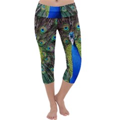 Peacock Bird Feathers Pheasant Nature Animal Texture Pattern Capri Yoga Leggings by Bedest