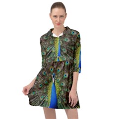 Peacock Bird Feathers Pheasant Nature Animal Texture Pattern Mini Skater Shirt Dress by Bedest