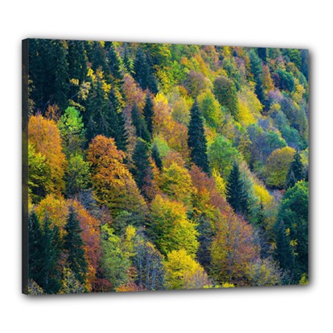 Forest Trees Leaves Fall Autumn Nature Sunshine Canvas 24  X 20  (stretched) by Ravend