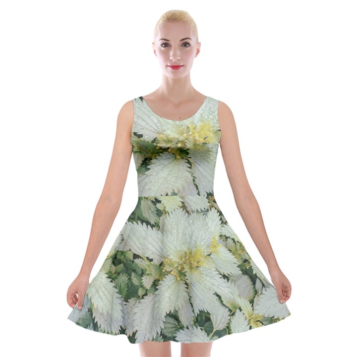 Enchanting Foliage Sharp Edged Leaves In Pale Yellow And Silver Bk Velvet Skater Dress