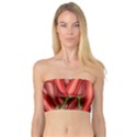 Seamless-chili-pepper-pattern Bandeau Top View1