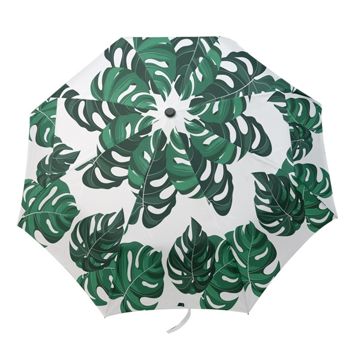 Illustrations Monstera Leafes Folding Umbrellas