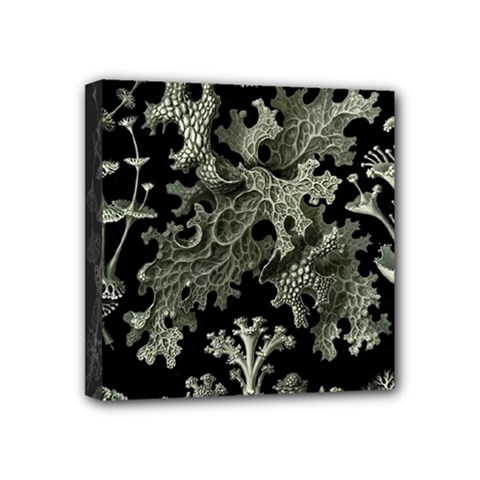 Weave Haeckel Lichenes Photobionten Mini Canvas 4  X 4  (stretched)