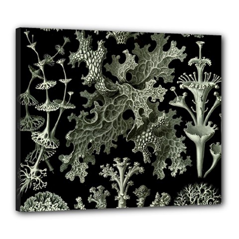 Weave Haeckel Lichenes Photobionten Canvas 24  X 20  (stretched)