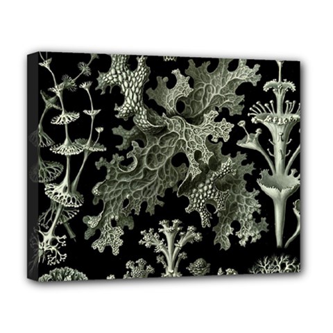 Weave Haeckel Lichenes Photobionten Deluxe Canvas 20  X 16  (stretched)