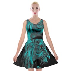 Angry Male Lion Predator Carnivore Velvet Skater Dress