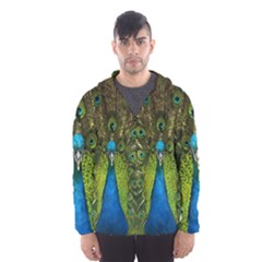 Peacock Feathers Bird Plumage Men s Hooded Windbreaker