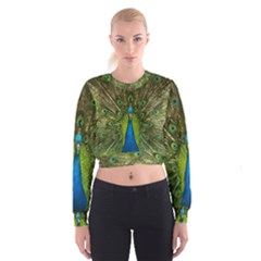 Peacock Feathers Bird Plumage Cropped Sweatshirt