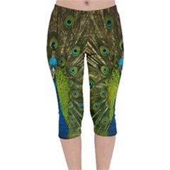 Peacock Feathers Bird Plumage Velvet Capri Leggings 