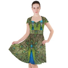 Peacock Feathers Bird Plumage Cap Sleeve Midi Dress