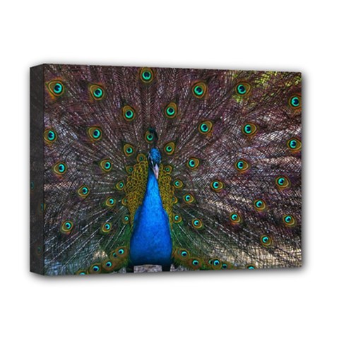 Bird Peacock Feathers Deluxe Canvas 16  X 12  (stretched)  by Perong