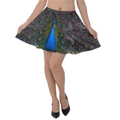 Bird Peacock Feathers Velvet Skater Skirt