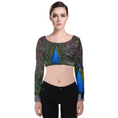 Bird Peacock Feathers Velvet Long Sleeve Crop Top by Perong