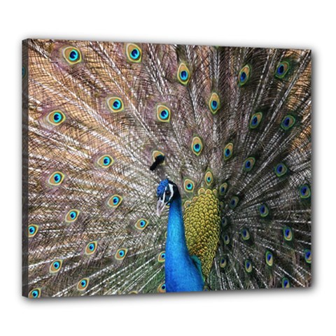 Peacock Bird Animal Peafowl Canvas 24  X 20  (stretched)