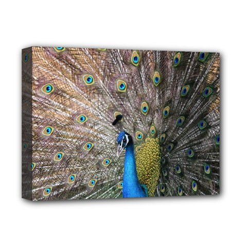 Peacock Bird Animal Peafowl Deluxe Canvas 16  X 12  (stretched)  by Perong