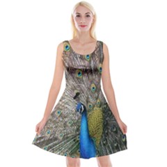 Peacock Bird Animal Peafowl Reversible Velvet Sleeveless Dress